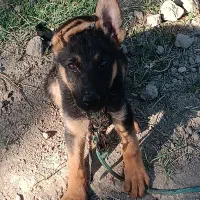 توله سگ ژرمن بلک