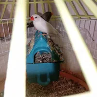 یک جفتفنچسالم