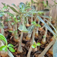 ادنیوم آدنیوم بنسای