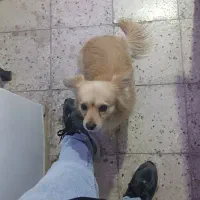 سگ گمشده|حیوانات|یاسوج, |دیوار