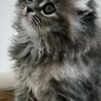 گربه های اشرافی|گربه|صدرا-فارس, فاز ۱|دیوار