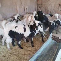 بره وکره نر برا قربان زیره قیمت