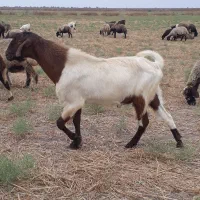 بزغاله و تکه نر