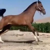 اسب