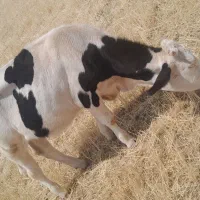 تلیسه|حیوانات مزرعه|نظر کهریزی, |دیوار