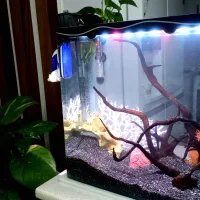 آکواریوم شیشه خم