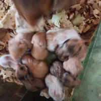 همستردستی و مینیاطوری|موش و خرگوش|شیراز, شهرک مهرگان|دیوار