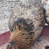 یک عدد مرغ طوسی و یک جفت غاز