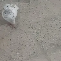 کفتر باخت رفته