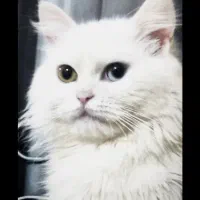 گربه ماده