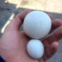 سنگ آسیاب قدیمی عتیغه