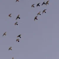 کبوتر|پرنده|مریوان, |دیوار
