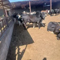 گوساله چاق