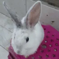 خرگوش سفید مثل برف