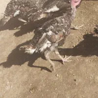 جوجه بوقلمون محلی