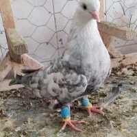 دم سرور ماده جوان چنگ سفید