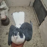 ساده سیاه کاکلی