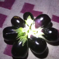 فروش بادمجان