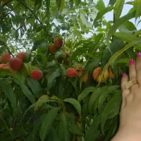 ۵۰۰ متر زمین با ۸۰ متر خونه باغ لاکچری|فروش خانه و ویلا|قائمشهر, |دیوار