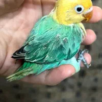 طوطی برزیلی فوول دستی