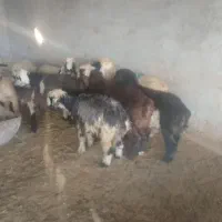 بره