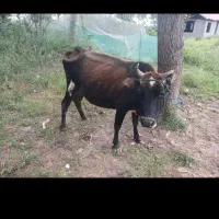 یک گاو دو لیشه