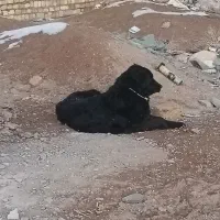 دو تا سگ گله ای