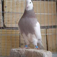 کبوتر طوقی|پرنده|کنگاور, |دیوار