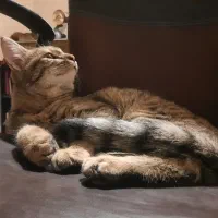 واگذاری گربه DLH|گربه|سنندج, |دیوار