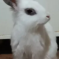 خرگوش سالم 200تخفیفم به خریدار میدم