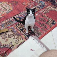 گربه گمشده