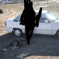 دوو سیلوسفید گمشده