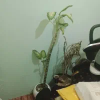 دیفن بلند