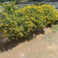 ویلا اجاره روزانه سالانه