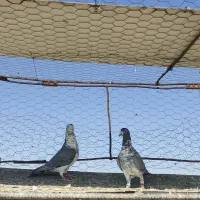 کبوتر فروشی|پرنده|شیراز, سهل‌آباد|دیوار
