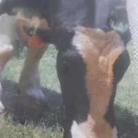 نیازمند کار در شیردوشی