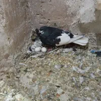 سه تا شهری 1شامی پلاکی|پرنده|شیراز, شهرک ترکان|دیوار