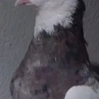 جفت طوق کرمونی