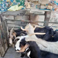 ۱۱تا بز بختیاری آبستن با ۱۱تا بزغاله بزرگ|حیوانات مزرعه|خمینی‌شهر, |دیوار