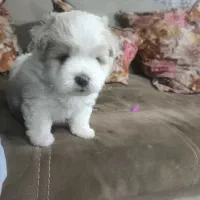 واگذاری|سگ|تبریز, |دیوار