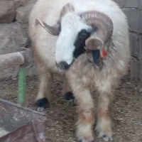 قوچ|حیوانات مزرعه|مارگون, |دیوار