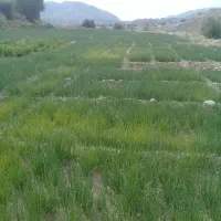 فروش تیم پیازوترپیاز|خوردنی و آشامیدنی|دهدشت, |دیوار