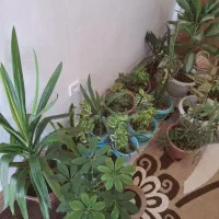 گل وگیاه طبیعی|گل و گیاه طبیعی|یاسوج, |دیوار