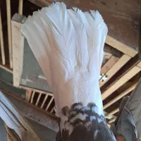 پرنده|پرنده|الوند, |دیوار