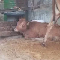 ذبح گوسفند و گوساله در محل
