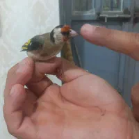 سهره ماده یه سال قفس