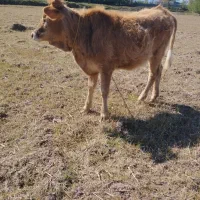 لیشه چالوسی