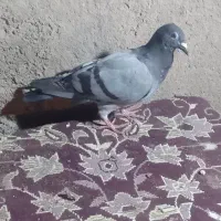 دوبر بالا دوپر|پرنده|اردبیل, |دیوار