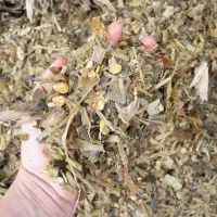 ذرت سیلو  و یونجه