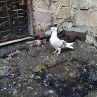 ماد گلی|پرنده|تربتحیدریه, داروپخش|دیوار